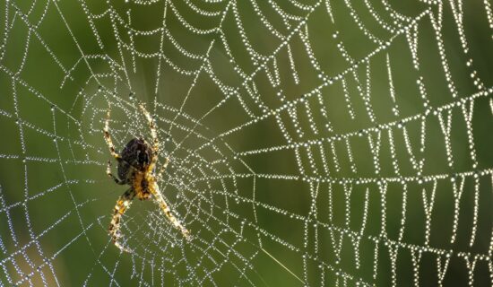 Zastrašujuća vrsta velikog pauka vrtoglavom brzinom se širi u Nemačkoj 11