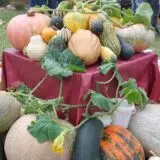 Kako su "tikvolozi" iz Nikoličeva pored Zaječara vratili ovu zaboravljenu biljku na istok Srbije 7