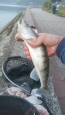 Novinarka Danasa na noćnom pecanju u Donjem Milanovcu: Miloš, Toške, Steva i Dodić otkrivaju sve čari čekanja da riba zagrize 2