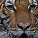 U Indiji ubijen tigar koji je ubio devet ljudi 4