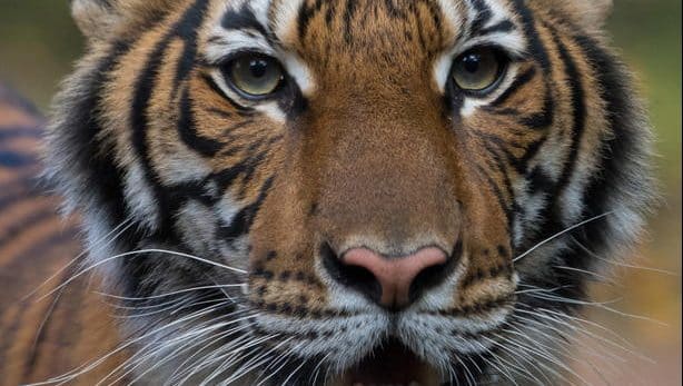 U Indiji ubijen tigar koji je ubio devet ljudi 1