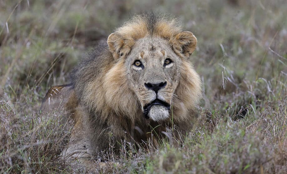 U Keniji pronađeno telo motocikliste kojeg je verovatno ubio lav 1