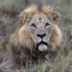 Loša procena zoo vrta: Hteli da pare lava sa ženkom, on je ubio 12