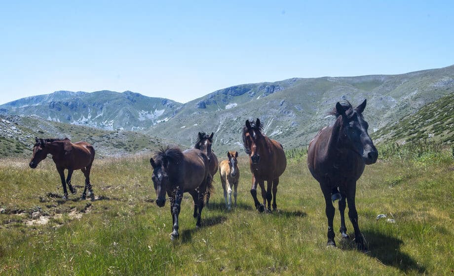 Divlje životinjske vrste drastično smanjene u poslednjih pedeset godina 1