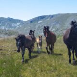 Divlje životinjske vrste drastično smanjene u poslednjih pedeset godina 11