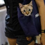 Francuska: Stupila na snagu mera o zaštiti životinja, budući vlasnici potpisuju "potvrdu o angažmanu" 7