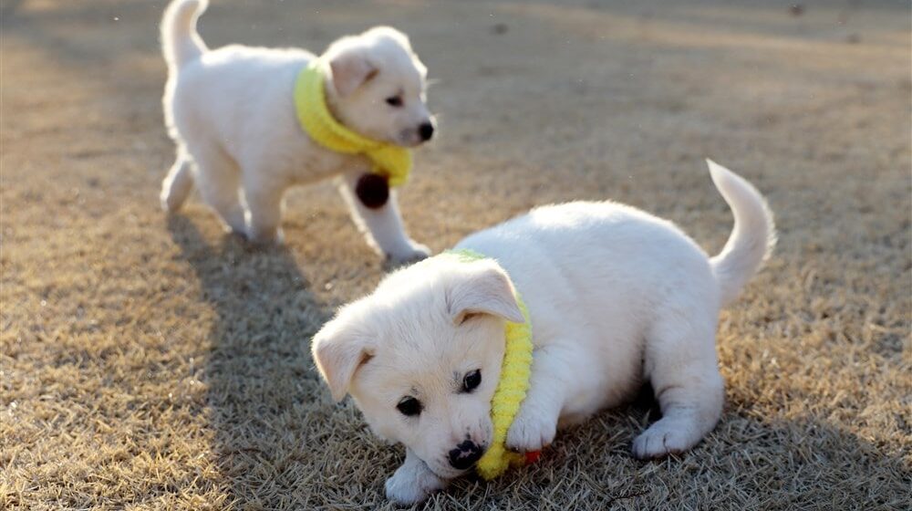 psi poklon kim džong una mun džae inu