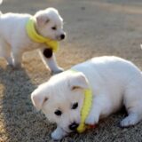 psi poklon kim džong una mun džae inu