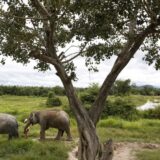 U Keniji zbog suše više od 200 slonova uginulo za devet meseci 2