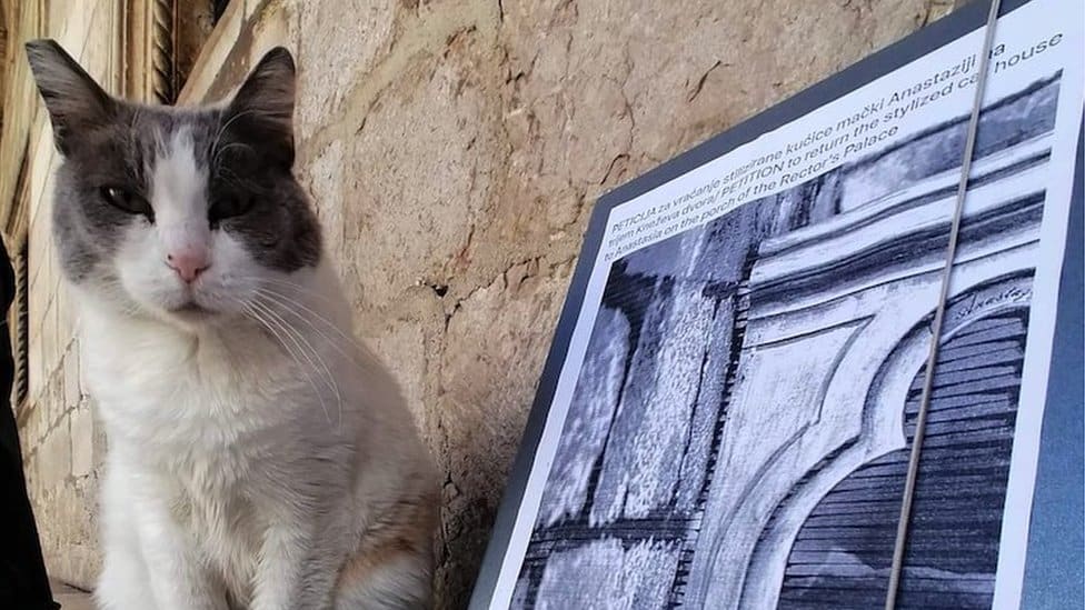 Balkan, Hrvatska i životinje: Najpoznatija mačka Dubrovnika konačno našla dom 2 Anastazija