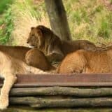Australija i životinje: Pet lavova pobeglo iz kaveza u zoološkom vrtu u Sidneju i mirno se prošetali 8