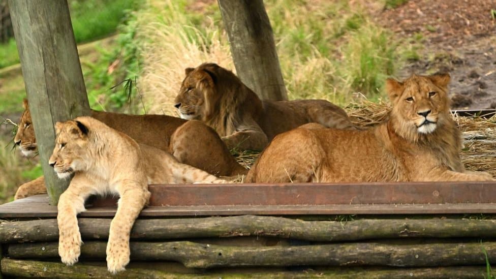 Lions pictured at Taronga Zoo
