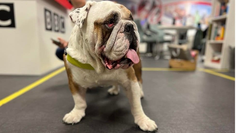 Životinje i troškovi života: Kako se vlasnici nose sa poskupljenjima hrane i opreme za ljubimce 3 Badža