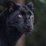 Crni panter i Vojvodina: Obustavljeno traganje za panterom - balkanske potrage za divljim životinjama 5