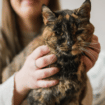 Životinje i Ginisovi rekordi: Upoznajte Flosi, koja ima 26 godina i najstarija je mačka na svetu 12
