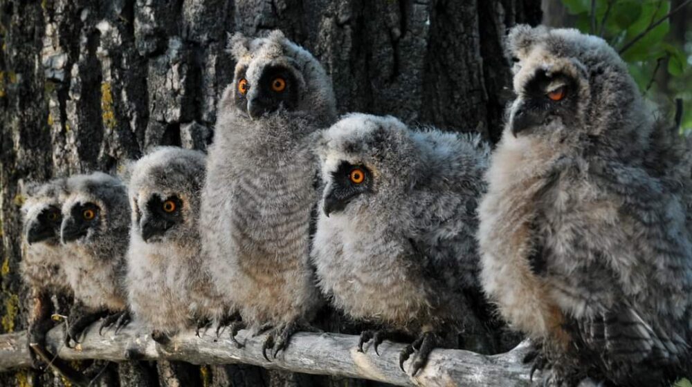 Kikindska manifestacija Sovembar nominovana za turističku nagradu 1