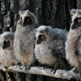 Kikindska manifestacija Sovembar nominovana za turističku nagradu 2