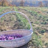 Najskuplji začin na svetu u Tamniču kod Negotina: Za gram neophodno 150 cvetova 1