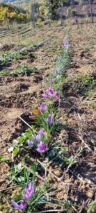 1668546730187 Najskuplji začin na svetu u Tamniču kod Negotina: Za gram neophodno 150 cvetova 8