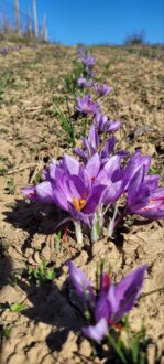 1668546730201 Najskuplji začin na svetu u Tamniču kod Negotina: Za gram neophodno 150 cvetova 4