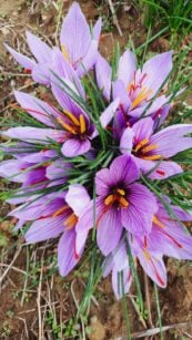 Najskuplji začin na svetu u Tamniču kod Negotina: Za gram neophodno 150 cvetova 6