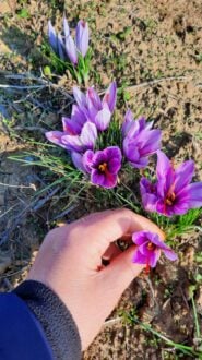 Najskuplji začin na svetu u Tamniču kod Negotina: Za gram neophodno 150 cvetova 5