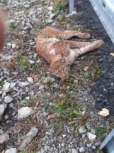 1669101860102 Drama na Đerdapskoj magistrali: Spasavanje risa koga je udario auto 4