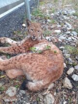 1669101860149 Drama na Đerdapskoj magistrali: Spasavanje risa koga je udario auto 5