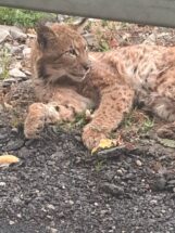 1669103603746 Drama na Đerdapskoj magistrali: Spasavanje risa koga je udario auto 3