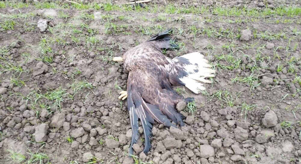 Jeziv prizor: U blizini Selenče uginulo pet orlova belorepana, strogo zaštićenih vrsta ptica 3