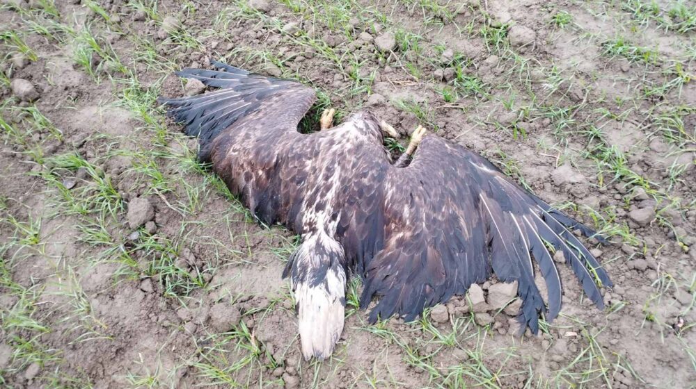 Jeziv prizor: U blizini Selenče uginulo pet orlova belorepana, strogo zaštićenih vrsta ptica 1