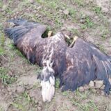 Jeziv prizor: U blizini Selenče uginulo pet orlova belorepana, strogo zaštićenih vrsta ptica 18