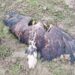 Jeziv prizor: U blizini Selenče uginulo pet orlova belorepana, strogo zaštićenih vrsta ptica 2