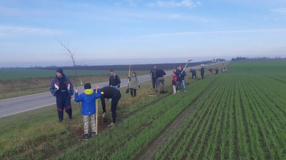 Aktivisti „Zelene oaze - Subotica“ podigli drvored u dužini od 1.600 metara 18