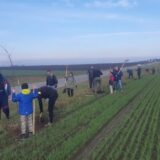 Aktivisti „Zelene oaze - Subotica“ podigli drvored u dužini od 1.600 metara 6