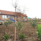 Studenti posadili 20 sadnica platana u Šumaricama i Divostinu 15