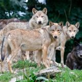 Parazit koji menja ponašanje „žrtve“: Zaraženi vukovi će postati hrabriji 2