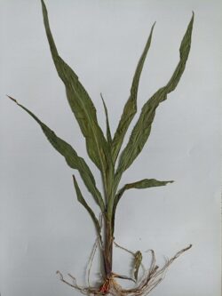 Kako je Banat od plavnog i močvarnog zemljišta dobio najplodnije oranice 4