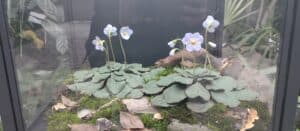 Natalijina i srpska ramonda: Kako izgleda izložba o značaju ovih biljaka, povodom obeležavanja primirja u Prvom svetskom ratu? 3