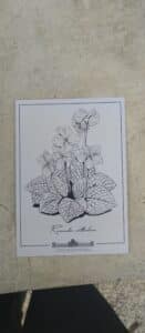 Natalijina i srpska ramonda: Kako izgleda izložba o značaju ovih biljaka, povodom obeležavanja primirja u Prvom svetskom ratu? 13