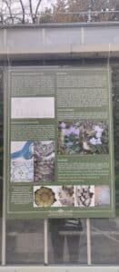 Natalijina i srpska ramonda: Kako izgleda izložba o značaju ovih biljaka, povodom obeležavanja primirja u Prvom svetskom ratu? 11