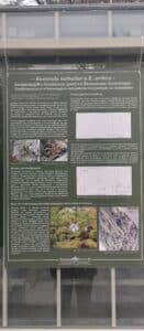 Natalijina i srpska ramonda: Kako izgleda izložba o značaju ovih biljaka, povodom obeležavanja primirja u Prvom svetskom ratu? 12