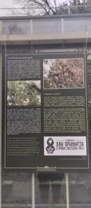 Natalijina i srpska ramonda: Kako izgleda izložba o značaju ovih biljaka, povodom obeležavanja primirja u Prvom svetskom ratu? 14