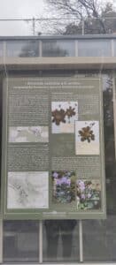 Natalijina i srpska ramonda: Kako izgleda izložba o značaju ovih biljaka, povodom obeležavanja primirja u Prvom svetskom ratu? 15