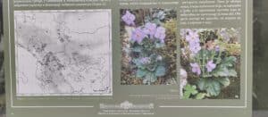 Natalijina i srpska ramonda: Kako izgleda izložba o značaju ovih biljaka, povodom obeležavanja primirja u Prvom svetskom ratu? 2