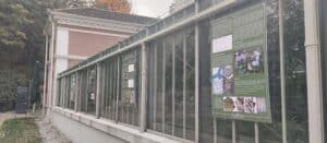 Natalijina i srpska ramonda: Kako izgleda izložba o značaju ovih biljaka, povodom obeležavanja primirja u Prvom svetskom ratu? 9