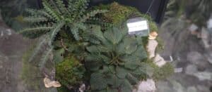 Natalijina i srpska ramonda: Kako izgleda izložba o značaju ovih biljaka, povodom obeležavanja primirja u Prvom svetskom ratu? 6