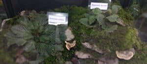 Natalijina i srpska ramonda: Kako izgleda izložba o značaju ovih biljaka, povodom obeležavanja primirja u Prvom svetskom ratu? 5