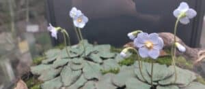 Natalijina i srpska ramonda: Kako izgleda izložba o značaju ovih biljaka, povodom obeležavanja primirja u Prvom svetskom ratu? 7