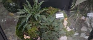 Natalijina i srpska ramonda: Kako izgleda izložba o značaju ovih biljaka, povodom obeležavanja primirja u Prvom svetskom ratu? 8